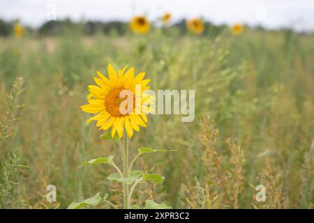 Eton, Royaume-Uni. 7 août 2024. De jolis tournesols jaunes plantés à la lisière d'un champ fermier à Eton, Windsor, Berkshire, fournissant une source vitale de pollen pour les abeilles et les pollinisateurs. Crédit : Maureen McLean/Alamy Banque D'Images