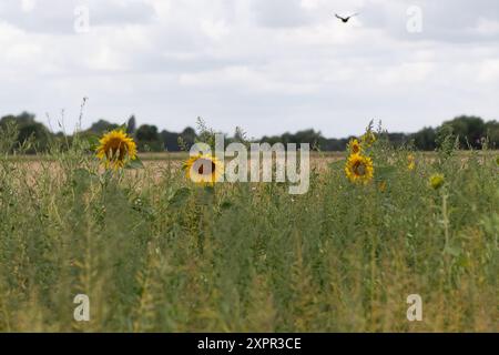 Eton, Royaume-Uni. 7 août 2024. De jolis tournesols jaunes plantés à la lisière d'un champ fermier à Eton, Windsor, Berkshire, fournissant une source vitale de pollen pour les abeilles et les pollinisateurs. Crédit : Maureen McLean/Alamy Banque D'Images