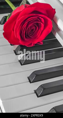 Grande rose rouge repose sur le clavier du piano. Concept de vacances. Cadeau . Copier l'espace Banque D'Images