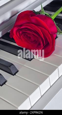 Grande rose rouge repose sur le clavier du piano. Concept de vacances. Cadeau . Copier l'espace Banque D'Images