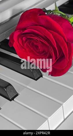 Grande rose rouge repose sur le clavier du piano. Concept de vacances. Cadeau . Copier l'espace Banque D'Images