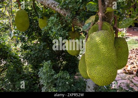 Jackfruit géant sur l'arbre, Cai Lay (Cái Lậy), Tien Giang (Tiền Giang), Vietnam, Asie Banque D'Images