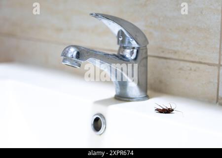 Un grand cafard dégoûtant à côté du robinet Banque D'Images