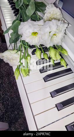 Eustoma blanc et rose se trouve sur le clavier du piano. Concept de vacances. Espace copie cadeau Banque D'Images