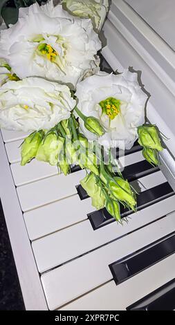 Eustoma blanc et rose se trouve sur le clavier du piano. Concept de vacances. Espace copie cadeau Banque D'Images