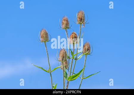 Teasel sauvage / teasel de fuller (Dipsacus fullonum / Dipsacus sylvestris) têtes de fleurs contre ciel bleu en été Banque D'Images