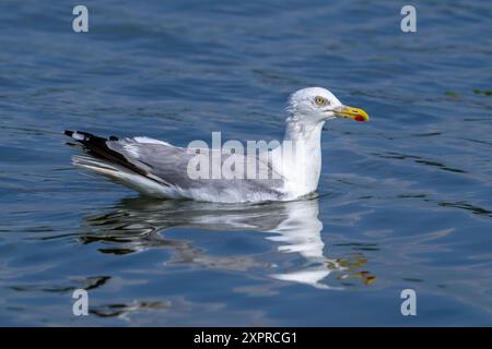 Goéland argenté d'Europe (Larus argentatus) mouette adulte nageant dans l'eau de mer le long de la côte de la mer du Nord en été Banque D'Images