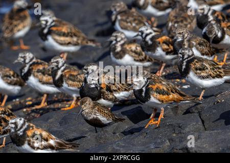 Dunlin (Calidris alpina) adulte en plumage de reproduction reposant parmi un troupeau de tournées rouillées (Arenaria interpres) sur groyne / refuge à marée haute en été Banque D'Images