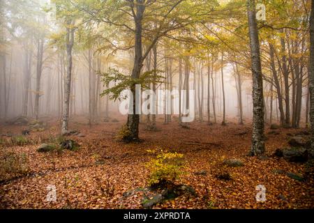 Les arbres de la forêt, avec des feuilles colorées par l'automne, sur un tapis de feuilles sèches, dans le brouillard d'automne, Monte Amiata, Sienne, Toscane, Italie Banque D'Images