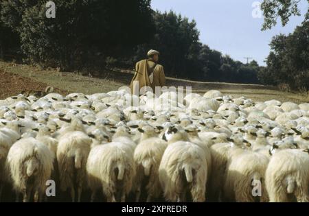 Troupeau et Berger. Province de Burgos. Espagne Banque D'Images