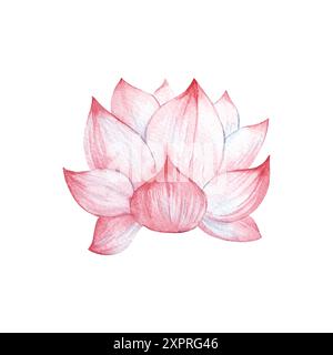 Illustration aquarelle de fleur de Lotus dessinée à la main isolée sur fond blanc. Banque D'Images