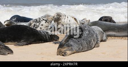 Image humoristique de deux phoques gris appuyés l'un contre l'autre endormis parmi d'autres phoques sur la plage de Horsey Gap, phoques gris, Halichoerus grypus Banque D'Images