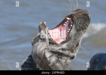 Phoque gris, Halichoerus grypus, bâillant avec la bouche grande ouverte montrant des dents redoutables, gros plan de la tête Banque D'Images