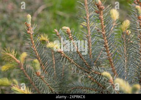 Branches d'épinette sur un fond vert. L'épinette bleue, l'épinette verte, l'épinette blanche. Picea Abies. Gros plan d'une brindille de pin au printemps. Banque D'Images
