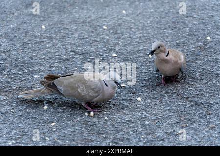 Deux pigeons sont debout sur un trottoir gris. L'un d'eux mange quelque chose. L'autre regarde la caméra Banque D'Images