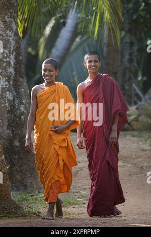 Les moines de Weherahena Temple, Matara, au Sri Lanka Banque D'Images