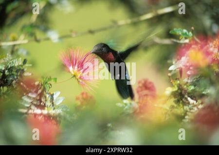 hummingbird, jardin de Balata Martinique Island Département français d'outre-mer et région archipel des Antilles des Caraïbes Banque D'Images