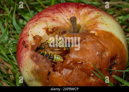 Guêpe sur pomme pourrie dans l'herbe verte en été chaude journée ensoleillée Banque D'Images