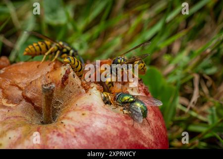 Guêpe sur pomme pourrie dans l'herbe verte en été chaude journée ensoleillée Banque D'Images