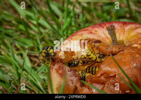 Guêpe sur pomme pourrie dans l'herbe verte en été chaude journée ensoleillée Banque D'Images