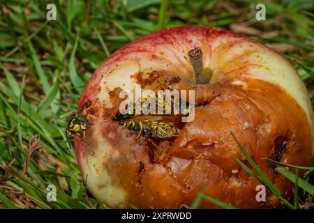 Guêpe sur pomme pourrie dans l'herbe verte en été chaude journée ensoleillée Banque D'Images