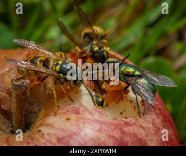 Guêpe sur pomme pourrie dans l'herbe verte en été chaude journée ensoleillée Banque D'Images