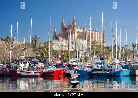 La cathédrale de Palma de Moll de la Riba, Palma, Majorque, Îles Baléares, Espagne, Europe Banque D'Images