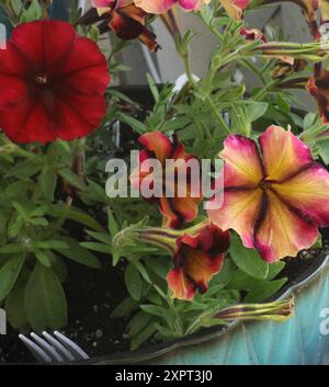 Un pot de fleurs rempli de pétunia de betterave à sucre et de fleurs de pétunia rouge avec des fourchettes en plastique dans la saleté pour dissuader les chipmunks Banque D'Images