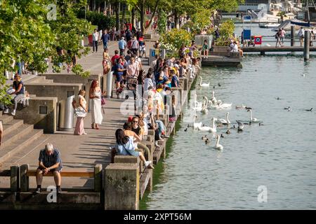 Belebte Promenade am Zürichsee Das Bild zeigt eine lebendige Szene entlang der Promenade am Zürichsee. Zahlreiche Menschen genießen den sonnigen Tag am Seeufer, spazieren entlang des Gehwegs oder entspannen sich auf den Bänken. IM Vordergrund des Bildes schwimmen Schwäne und Enten im klaren Wasser des Sees, während die Menschen die Tiere beobachten und fotografieren. Die üppige Vegetation und die blühenden Sonnenblumen entlang der Promenade tragen zur sommerlichen Atmosphäre BEI. Die Szene ist ein typisches Bild für das Freizeitleben am Zürichsee, WO Einheimische und Touristen gleichermaßen di Banque D'Images