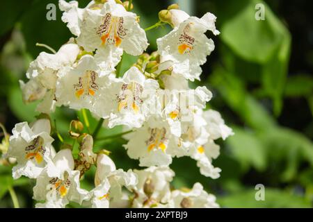 Photo macro de fleurs de haricot indien, Catalpa bignonioides, gros plan. Catalpa bignonioides arbre à fleurs ornementales à feuilles caduques, branches avec gro Banque D'Images