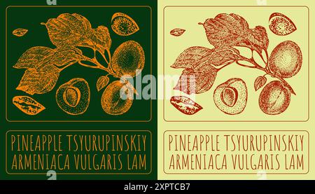 Vecteur dessin ANANAS TSYURUPINSKIY. Illustration dessinée à la main. Le nom latin est ARMENIACA VULGARIS LAM. Illustration de Vecteur