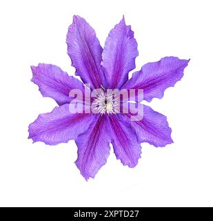 Belle fleur violette Clematis isolée sur fond blanc. Motif floral, objet avec masque de découpage. Plat, vue de dessus. Banque D'Images
