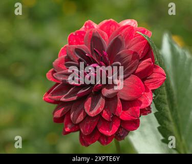 Fleur de dahlia rouge luxuriante, entièrement fleurie et vibrante sur un fond vert doux Banque D'Images