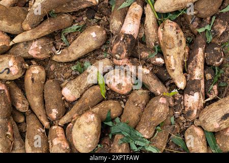 Tubercule brut de manioc - Manihot esculenta. Une alimentation saine Banque D'Images