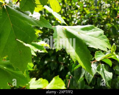 Les feuilles vertes fraîches prospèrent dans un jardin, se prélasser au soleil et mettre en valeur la beauté de la croissance et de la vitalité de la nature. Banque D'Images