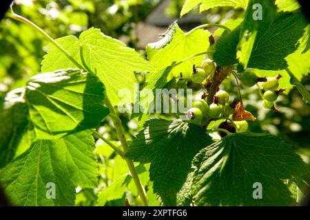 Des feuilles vertes fraîches se déploient aux côtés de petits fruits en développement dans un jardin vibrant illuminé par la lumière du soleil au début de l'été. Banque D'Images