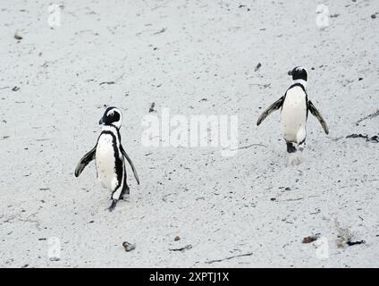 Manchots africains, Spheniscus demersus, Boulders Beach, Western Cape, Afrique du Sud Banque D'Images