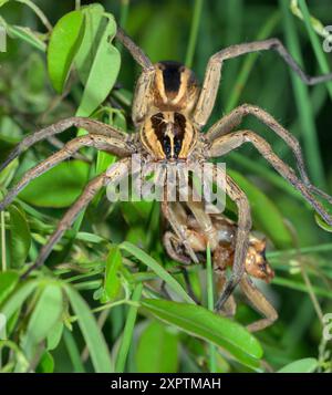 Araignée loup enragée (Rabidosa rabida) cannibalisant une autre araignée similaire, probablement un mâle après l'accouplement, Galveston, Texas, USA. Banque D'Images