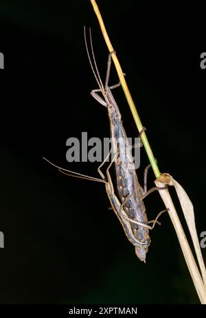 Insecte de Walkingstick à deux rayures australes (Anisomorpha buprestoides) mâle (petit) et femelle (grand) s'accouplant la nuit, Galveston, Texas, États-Unis Banque D'Images