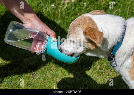 Un promeneur de chien donnant de l'eau à un petit chien un jour chaud d'été Banque D'Images