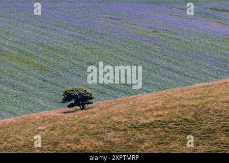 Un arbre d'aubépine sur une colline South Downs, avec un champ de phacélie en fleurs ci-dessous Banque D'Images