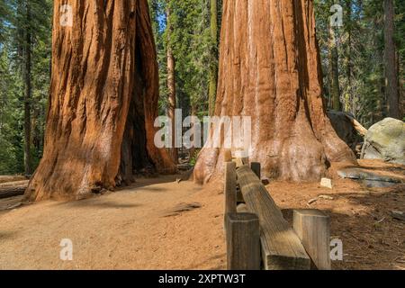 Tough Twins - vue rapprochée de printemps en soirée de Tough Twins, deux séquoias géants avec de grandes cicatrices de feu du passé, dans le parc national de Sequoia, CA, États-Unis. Banque D'Images