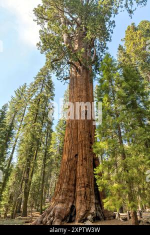 General Sherman Tree - vue à grand angle et à bas angle de l'arbre General Sherman, le plus grand arbre du monde mesuré en volume, parc national de Sequoia. Banque D'Images