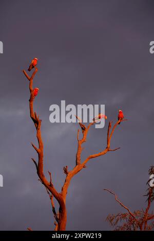 Lumière tardive sur Galahs (Cacatua roseicapilla), Blanchewater, Strzeleki Track, Australie méridionale Banque D'Images