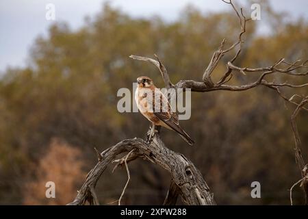 Faucon brun (Falco berigora), ruines de Blanchewater, piste de Strzeleki, Australie du Sud, Australie Banque D'Images