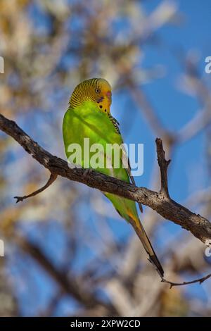 Budgerigar (Melopsittacus undulatus), désert de Simpson, Queensland, Australie Banque D'Images