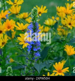 Grande Lobelia bleue (Lobelia siphilitica) sur fond de fleurs jaunes Banque D'Images