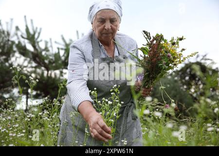 Femme senior cueillant des herbes pour la teinture dans la prairie Banque D'Images