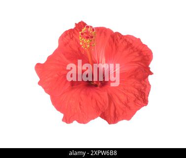 Belle fleur d'hibiscus rose isolée sur blanc Banque D'Images