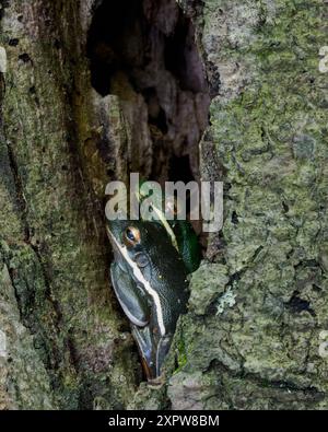 Green Treefrog (Hyla cinerea), Huntley Meadows Park, Virginie Banque D'Images